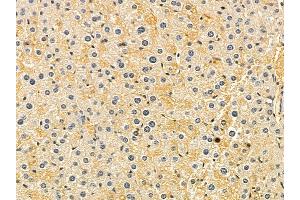 TUSC1 Mouse Monoclonal Antibody at 1/100 staining mouse liver tissue by IHC-P.