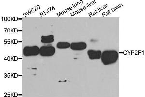 Western blot analysis of extracts of various cell lines, using CYP2F1 antibody. (CYP2F1 Antikörper)