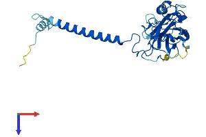 ATP4b Protein (AA 1-294) (His tag)