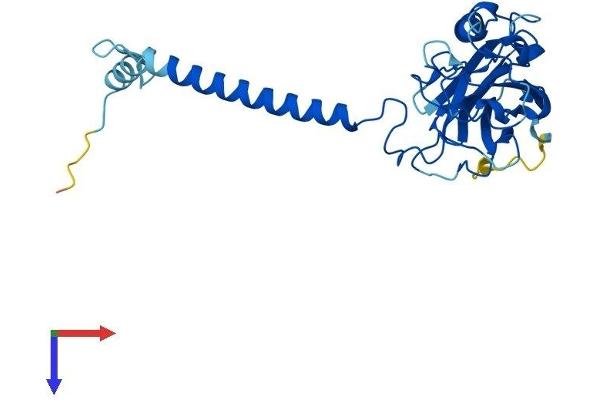 ATP4b Protein (AA 1-294) (His tag)