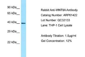 Western Blotting (WB) image for anti-Wingless-Type MMTV Integration Site Family, Member 8A (WNT8A) (C-Term) antibody (ABIN2788800) (WNT8A Antikörper  (C-Term))