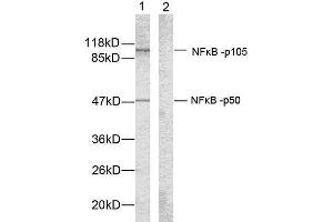 Western blot analysis of extracts from HeLa cells using NF-κB p105/p50 (Ab-907) antibody (E021019). (NFKB1 Antikörper)