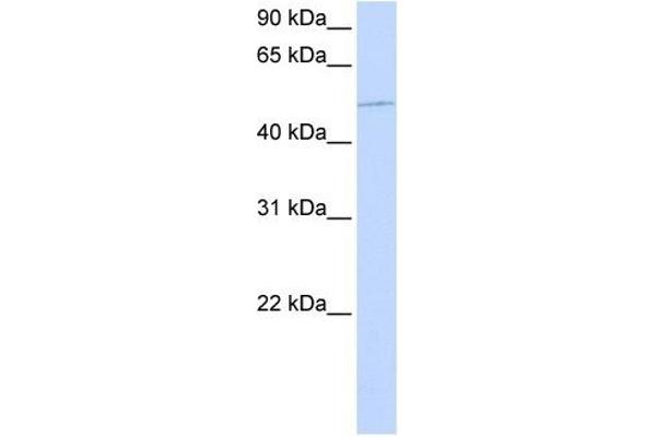 KIF12 Antikörper  (N-Term)