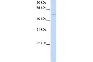 KIF12 antibody used at 1 ug/ml to detect target protein. (KIF12 Antikörper  (N-Term))