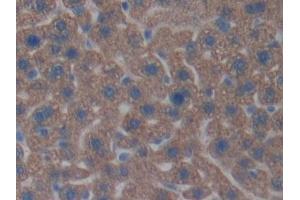 Detection of CNTNAP4 in Mouse Liver Tissue using Polyclonal Antibody to Contactin-associated protein-like 4 (CNTNAP4) (CNTNAP4 Antikörper  (AA 402-633))