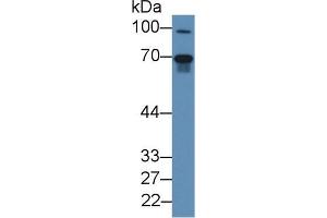 Western blot analysis of Mouse Lung lysate, using Human FGL2 Antibody (2 µg/ml) and HRP-conjugated Goat Anti-Rabbit antibody ( (FGL2 Antikörper  (AA 24-439))