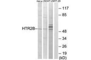 Western blot analysis of extracts from HT-29/293/HeLa cells, using HTR2B Antibody. (Serotonin Receptor 2B Antikörper  (AA 15-64))