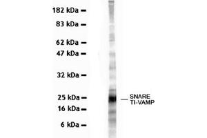 Western Blotting (WB) image for anti-Vesicle-Associated Membrane Protein 7 (VAMP7) antibody (ABIN1109463) (VAMP7 Antikörper)