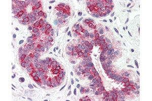 Anti-DHRS7 antibody IHC of human breast. (DHRS7 Antikörper  (Internal Region))