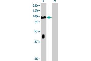 Western Blot analysis of RHOBTB2 expression in transfected 293T cell line by RHOBTB2 MaxPab polyclonal antibody. (RHOBTB2 Antikörper  (AA 1-727))