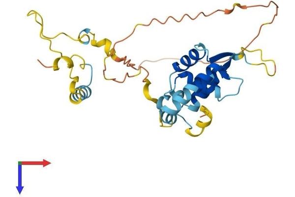 FOXR1 Protein (AA 1-268) (His tag)