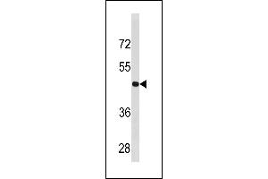 CCNB2 Antibody (Center ) (ABIN1881164 and ABIN2843324) western blot analysis in  cell line lysates (35 μg/lane). (Cyclin B2 Antikörper  (AA 182-209))