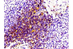 IHC image of ABIN7127280 diluted at 1:100 and staining in paraffin-embedded human spleen tissue performed on a Leica BondTM system. (Rekombinanter CD4 Antikörper)