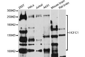 Western blot analysis of extracts of various cell lines, using HCFC1 antibody (ABIN1872947) at 1:500 dilution.