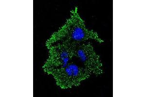 Confocal immunofluorescent analysis of TGFB1 Antibody (N-term) with HepG2 cell followed by Alexa Fluor 488-conjugated goat anti-rabbit lgG (green).