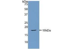 Western blot analysis of recombinant Rat SFRP1. (SFRP1 Antikörper  (AA 8-153))