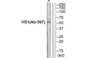 Western Blotting (WB) image for anti-Hematopoietic Cell-Specific Lyn Substrate 1 (HCLS1) (Tyr397) antibody (ABIN1848375) (HCLS1 Antikörper  (Tyr397))