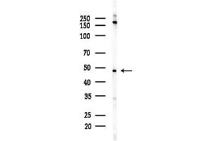 Western blot analysis of lysates from PC12 cells(starvation,24h treatment), using SEP Antibody at 1/1000 dilution.