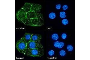 Immunofluorescence (IF) image for anti-Tight Junction Protein 1 (TJP1) (Internal Region) antibody (ABIN570961)