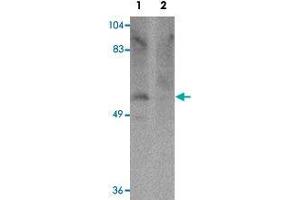 Western blot analysis of human brain tissue with PPAPDC1A polyclonal antibody  at 1 ug/mL in (Lane 1) the absence and (Lane 2) the presence of blocking peptide. (PPAPDC1A Antikörper  (C-Term))