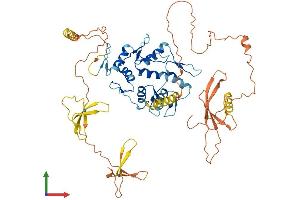 AlphaFold protein structure predicition of Human Recombinant ZNF76 Protein, UniprotID P36508