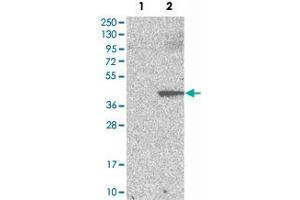 Western Blot analysis of Lane 1: negative control (vector only transfected HEK293T cell lysate) and Lane 2: over-expression lysate (co-expressed with a C-terminal myc-DDK tag in mammalian HEK293T cells) with PNMA1 polyclonal antibody . (PNMA1 Antikörper)