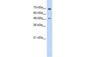 Western Blotting (WB) image for anti-Zinc Finger Protein 821 (ZNF821) antibody (ABIN2461881)