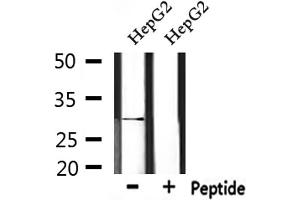 Western blot analysis of extracts from HepG2, using IL33 Antibody. (IL-33 Antikörper  (Internal Region))