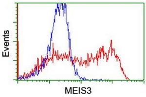 Image no. 2 for anti-Meis Homeobox 3 (MEIS3) (AA 1-261) antibody (ABIN1490672) (MEIS3 Antikörper  (AA 1-261))