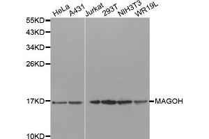 Western Blotting (WB) image for anti-Mago-Nashi Homolog (MAGOH) antibody (ABIN1877064) (MAGOH Antikörper)