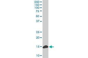 RPL36A monoclonal antibody (M02), clone 6H1. (RPL36A Antikörper  (AA 7-106))