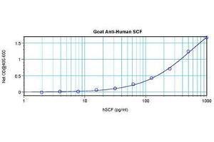 Image no. 3 for anti-KIT Ligand (KITLG) antibody (ABIN1500815) (KIT Ligand Antikörper)