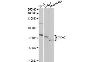 Western blot analysis of extracts of various cell lines, using OCA2 antibody (ABIN1876854) at 1:1000 dilution. (OCA2 Antikörper)