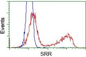 Image no. 3 for anti-Serine Racemase (SRR) antibody (ABIN1501133) (SRR Antikörper)