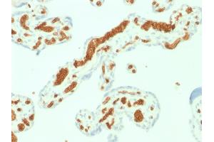 Formalin-fixed, paraffin-embedded human Placenta stained with Spectrin alpha 1 (SPTA1) Mouse Monoclonal Antibody (SPTA1/1832). (SPTA1 Antikörper  (AA 356-475))
