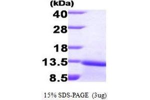 Figure annotation denotes ug of protein loaded and % gel used. (Transforming Growth Factor, beta 1 (TGFB1) (AA 279-390) Peptid)