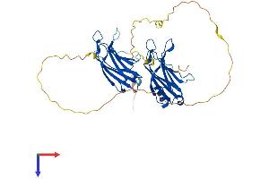 DOC2B Protein (AA 1-412) (His tag)