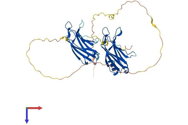 DOC2B Protein (AA 1-412) (His tag)
