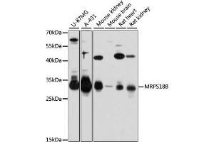 MRPS18B Antikörper  (AA 1-258)