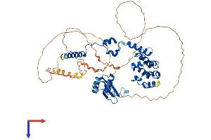WHSC2 Protein (AA 1-530) (His tag)