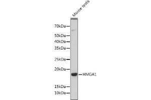 Western blot analysis of extracts of Mouse testis, using HMG Rabbit mAb (ABIN7267646) at 1:1000 dilution. (HMGA1 Antikörper)