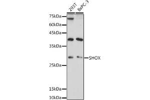 Western blot analysis of extracts of various cell lines, using SHOX antibody (ABIN7270286) at 1:1000 dilution. (SHOX Antikörper)