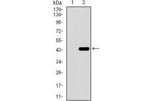 Western Blotting (WB) image for anti-T Antigen (AA 218-352) antibody (ABIN1845735) (T Antigen (AA 218-352) Antikörper)
