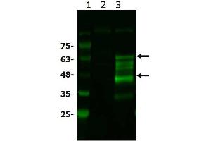 Western Blot of Rabbit anti-BCL3 antibody Western Blot of Rabbit anti-BCL3 antibody. (BCL3 Antikörper  (C-Term))