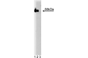 Western Blotting (WB) image for anti-V-Raf Murine Sarcoma 3611 Viral Oncogene Homolog (ARAF) (AA 183-199) antibody (ABIN967727)