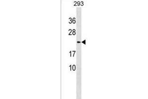 LYZL1 Antibody (C-term) (ABIN1536677 and ABIN2850010) western blot analysis in 293 cell line lysates (35 μg/lane). (Lysozyme-Like 1 Antikörper  (C-Term))