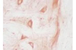 Immunohistochemistry analysis of frozen mouse spinal cord section (stressed) stained using HO-2 pAb. (HMOX2 Antikörper)