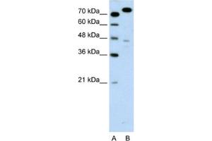 Western Blotting (WB) image for anti-Minichromosome Maintenance Complex Component 3 (MCM3) antibody (ABIN2461390) (MCM3 Antikörper)