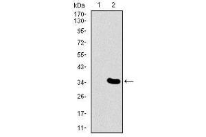 Image no. 2 for anti-Mesoderm Posterior 2 Homolog (Mesp2) antibody (ABIN1491466) (Mesp2 Antikörper)