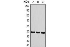 Western blot analysis of Histamine H3 Receptor expression in HeLa (A), A549 (B), Raw264.